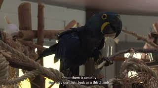 Meet the Macaws [upl. by Adim]