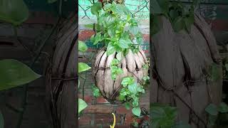 Peperomia pellucida plant grow in Ripe coconut shell [upl. by Mcdowell547]