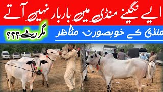 New mandi domail mandi Tahli adda 2024 latest update ll gondal mandi ll jamil tv ll [upl. by Starinsky]