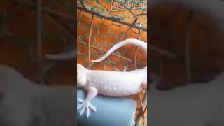 pure white gecko gecko tokay geckosound tokaygecko [upl. by Dyna]