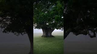 New forest national park UK forest nature oaktree tree woodland uk naturephotography [upl. by Radcliffe]