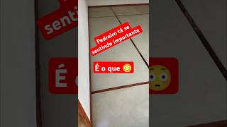 Piso cimento queimado pedreiro acabamentos obra construção 👆👆👆 [upl. by Atem]