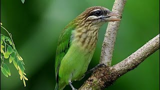 Mom and a White Cheeked Barbet [upl. by Hpotsirhc36]