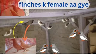 Finches new female For Euro finch  Euro finch male k lye new color me female mil gye [upl. by Dorthy]