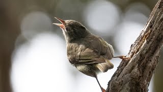 Saving a NearExtinct Hawaiian Honeycreeper  When Silence Becomes the Song full documentary [upl. by Ativoj]