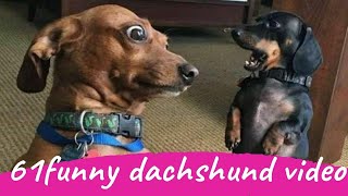 61 Funny Dachshund Dogs Videos Instagram Funny And Cute Dachshund Dog Try Not laugh Videos [upl. by Cami]