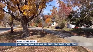 EXPLAINER Why you dont have to rake all the leaves off your lawn [upl. by Ahselef]