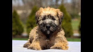 Wheaten Terrier Puppies for Sale [upl. by Clarita291]