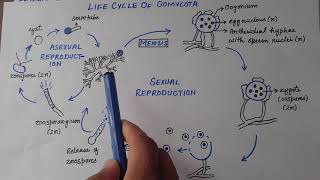 Oomycota  Life Cycle Of Phytophthora Infestans [upl. by Suk703]