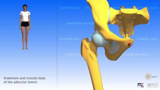 The Adductors and the Gracilis [upl. by Haet993]