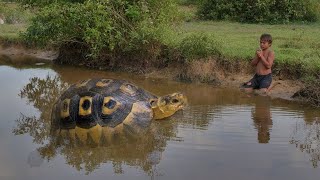 Wilderness Food  Rescue Turtle to New Home for Survival [upl. by Aytac813]