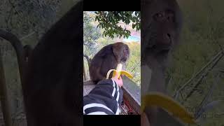 Der Blick des Affen auf die Banane Unwiderstehlich Lustig 🐒🍌 [upl. by Neelyk348]