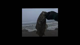 FISHING THE RED TIDE IN SANTA CRUZ [upl. by Moffat]