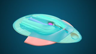 Fate Map during Gastrulation  3D Human Embryology  Third Week Embryology [upl. by Adnauqal]