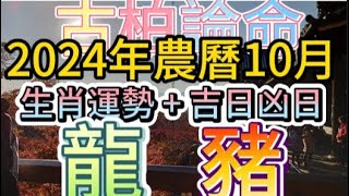 【古柏論命每月運勢吉日凶日】2024年農曆10月陽曆2024年111  1130生肖運勢分享  龍、豬 [upl. by Reivax247]