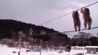 Macachi giapponesi come funamboli sui tralicci innevati [upl. by Ynahteb]