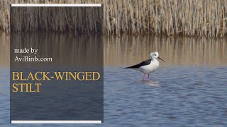 BlackWinged Stilt Himantopus Himantopus [upl. by Nwahsd]