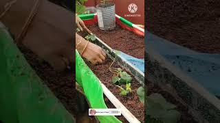 Tip from Nethra  strawberry plant propagate youtubeshorts shorts [upl. by Calie]