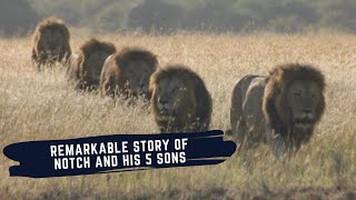 RISE AND FALL OF NOTCH COALITION OF MALE LIONS  THE NOTCH COALITION MINI DOCUMENTARY [upl. by Alur869]