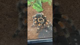 Red kneed tarantula spidertarantulashorts tarantulasoftheworld Spidersarachnids insectspecies [upl. by Palmer]