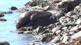 Otters Mating at Maplewood Flats [upl. by Petrie477]