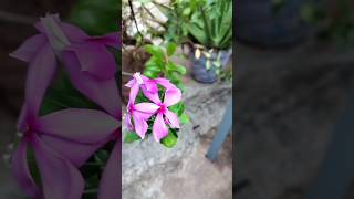 perennial flowers perennialplant perennial plants nature viralshorts trendingshorts shorts [upl. by Aikar]