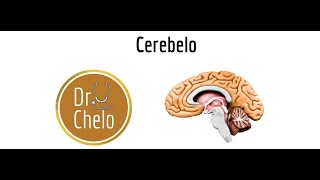 Estructura y función del cerebelo [upl. by Riamu]