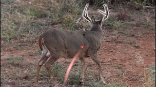 30 Bow Hunting Kill Shots 4K Slow Motion [upl. by Marisa]