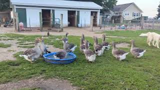 Toulouse geese flock at WW plus ducks and Great Pyrenees September 2024 [upl. by Acinoed]