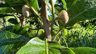 Pouteria campechiana Canistel Egg Fruit Ross Sapote 7224 [upl. by Eiuqnom]