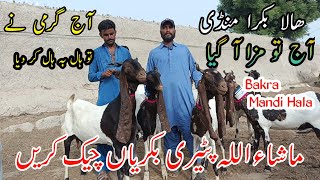 Live Soda And Live interview in Bakra Mandi Hala Sindh Latest Updates today [upl. by Bruni403]