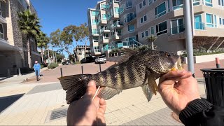 MICRO Fishing MDR Marina Del Rey stayybent [upl. by Aldwon]