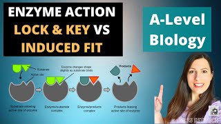 ENZYME ACTION Lock and key compared to Induced Fit Model in lowering activation energy [upl. by Alysa859]