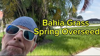 Bahia Grass Spring Overseed lawn bahiagrass diylawncare lawncare [upl. by Candace]