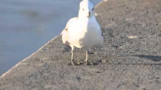 Blacklegged Kittiwake Rescue [upl. by Rickey]