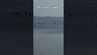 Pulicat lake [upl. by Artenal]