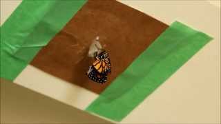 How to Raise Monarch Butterflies [upl. by Rowland]