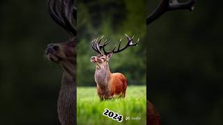 Deer 🦌deer animals 2023 youtubeshorts [upl. by Eilla]