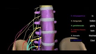 Untere Extremität  Plexus lumbalis  3D [upl. by Anin]