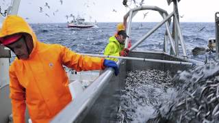 Capelin fishing in Norway [upl. by Aidas]