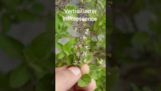 verticillaster inflorescence familyLabiatae shorts shortsvideo [upl. by Eentihw]