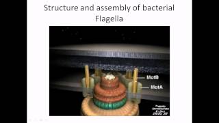 Flagella structure and assembly [upl. by Renat885]