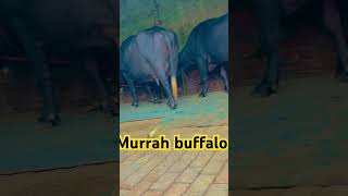 Murrah buffalo sale k liya viralvideo farmanimals trending shortsyoutube farming [upl. by Hedveh]