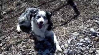 Cattle Dog Working Hereford Cattle [upl. by Aleakam]