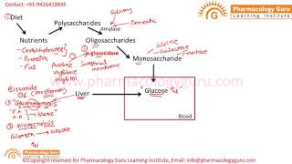 Drugs used in type 2 diabetes mellitus [upl. by Aitnyc]