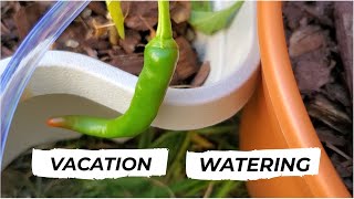 Ideas On How To Water Your Plants While On Vacation [upl. by Mikah]