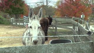 Ray of Light Farm LLC  Rescued Horses and Donkeys  East Haddam CT [upl. by Tav]