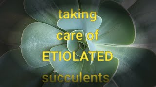 How to fix your ETIOLATEDLEGGYELONGATED succulents [upl. by Artina780]