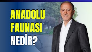 Anadolu Faunası Nedir [upl. by Sherris]