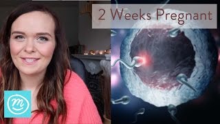 2 Weeks Pregnant What You Need To Know  Channel Mum [upl. by Sherrard659]